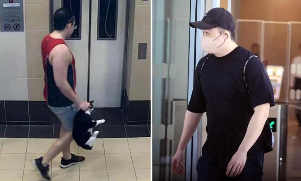 Cat abuser who went from kicking cats to throwing them off HDB blocks gets jail for animal cruelty