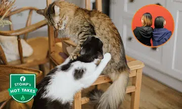 cats, pets, baby shower, opinion