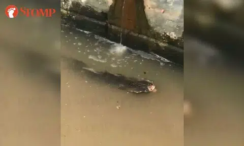 What is this unusual creature swimming in Geylang River?