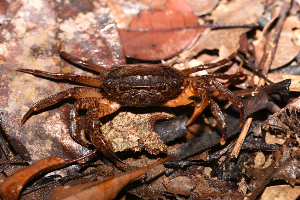 Other freshwater species NParks has successfully bred and released into the wild include the swamp forest crab.
