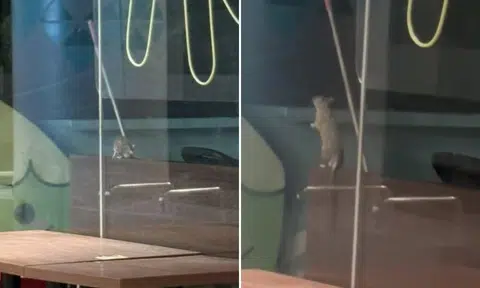 rats spotted at kampung admiralty