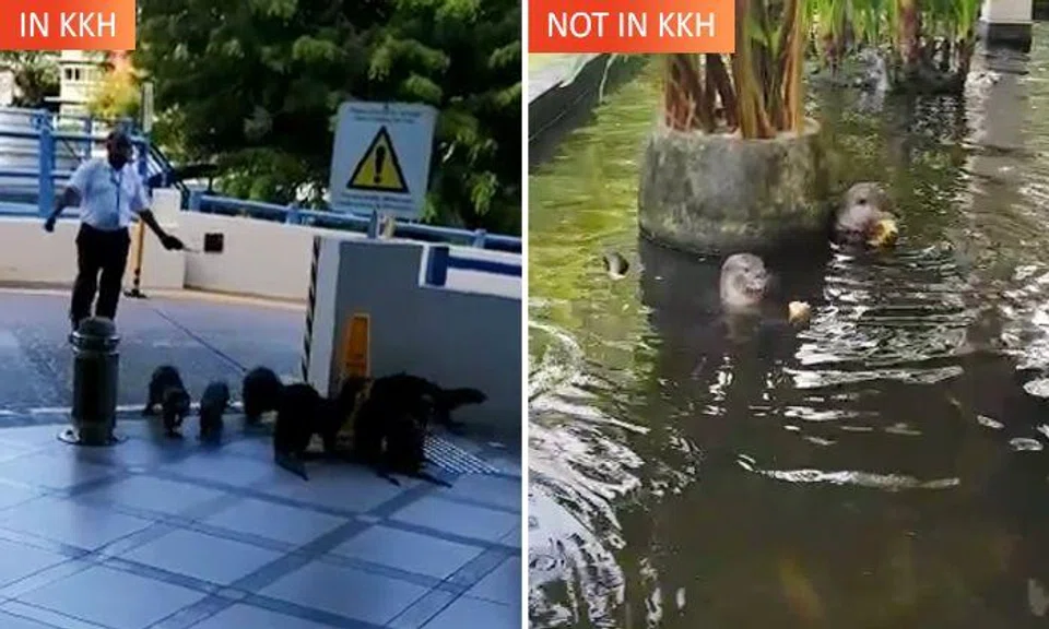 Otter family visited KK Women's and Children's Hospital, but did not feast from koi pond