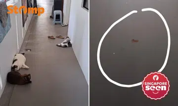 cats and cat faeces