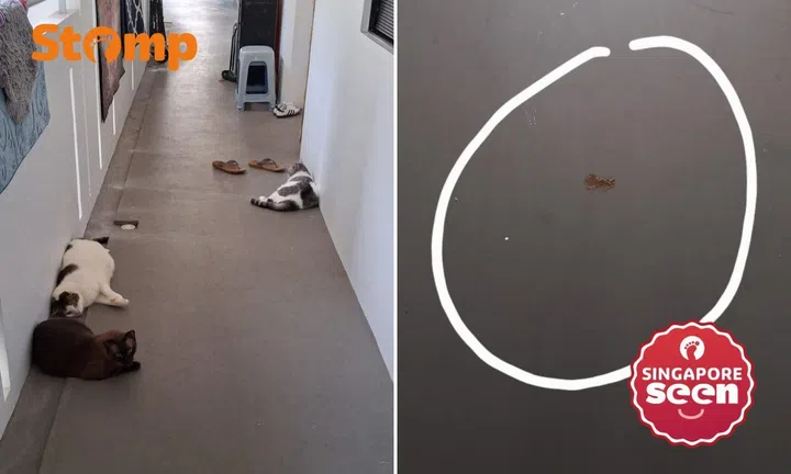 cats and cat faeces