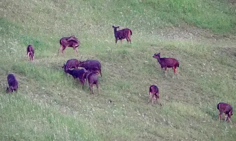 Herd of rare sambar deer spotted in Woodlands -- but are they really thriving?