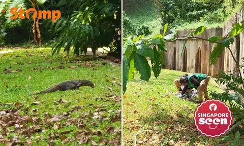 Monitor lizard on the prowl in Telok Blangah, resident thanks contractor for speedy response