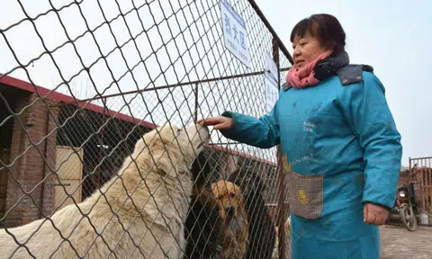 Chinese woman gave up restaurant to save animals: She saved over 6,000 strays in 16 years