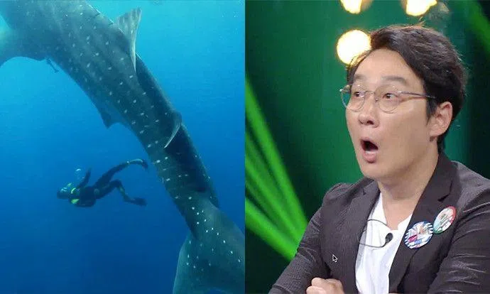 Will you dare to swim beside the world's largest fish? | STOMP