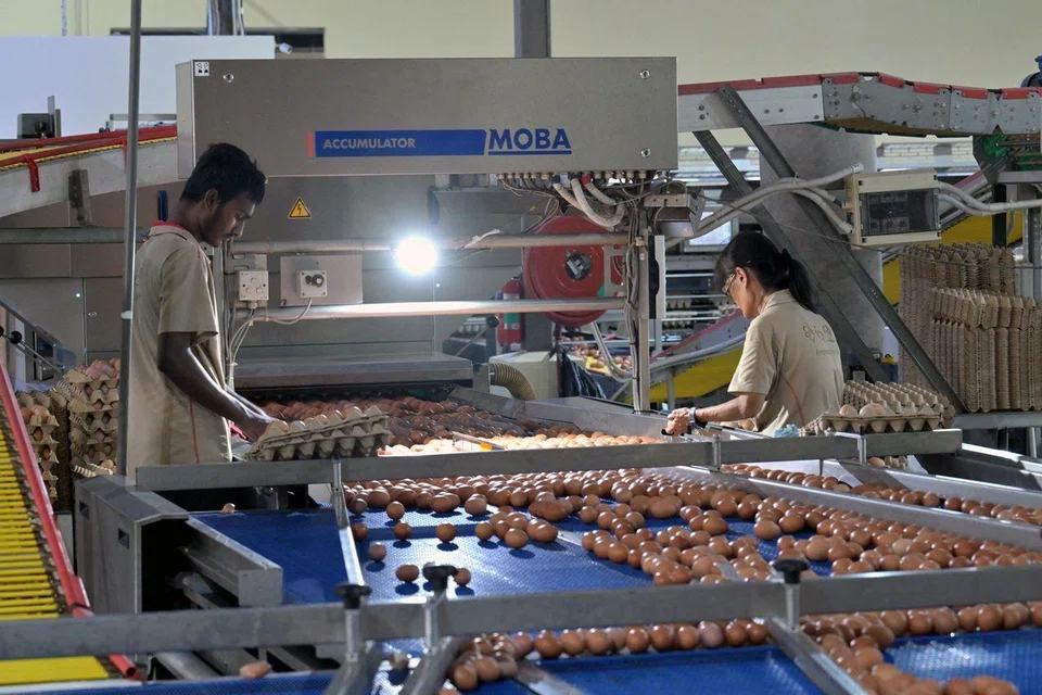 Seng Choon Farm has deployed machinery to cope with the labour shortage. 