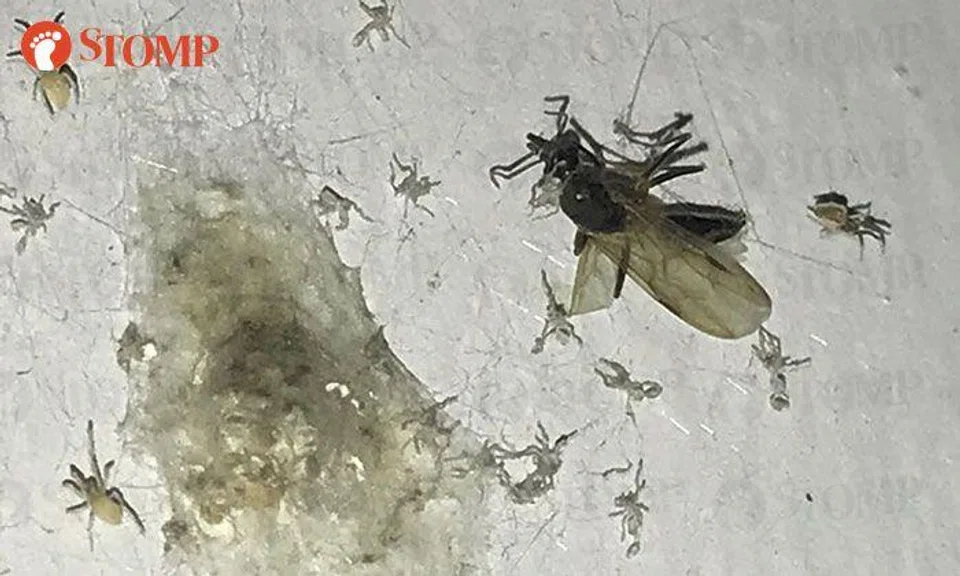 Lau Lup spots family of spiders feasting on fly, learns important life lesson