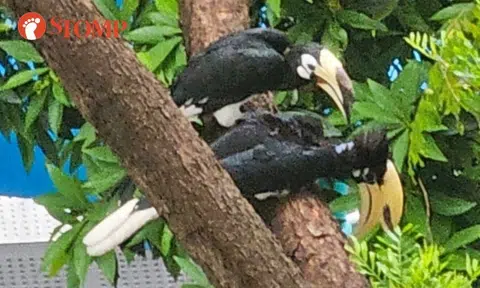 Couple elated to see pair of 'lovely and beautiful' hornbills in tree near their Bukit Merah home