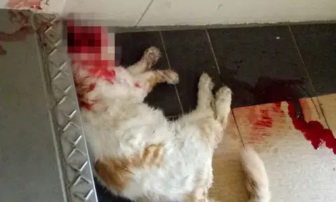 Woman finds pet cat dead with head smashed, body thrown down stairs at Bukit Batok