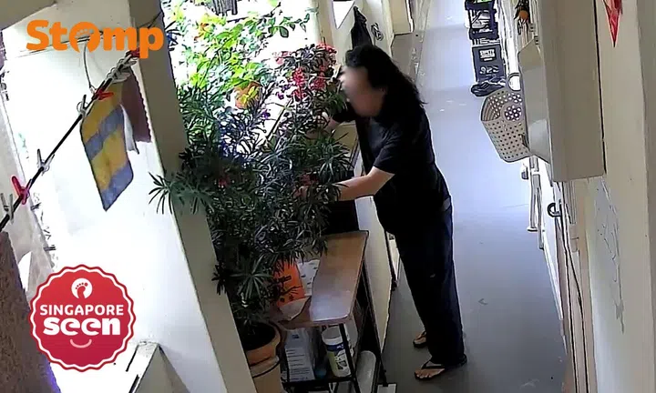 Neighbour cuts Toa Payoh resident's $90 plant from Japan without permission