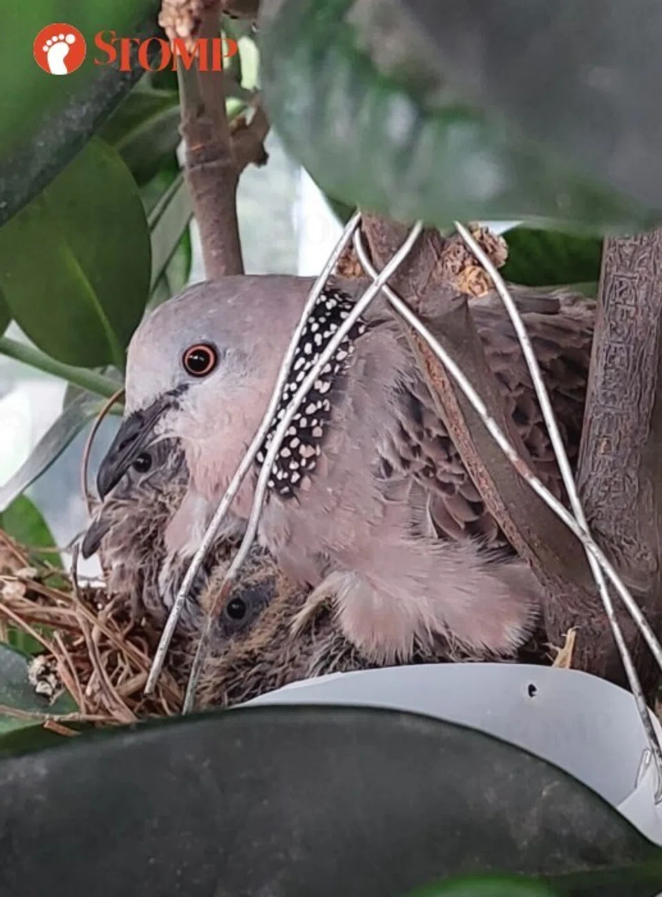 spotted dove singapore