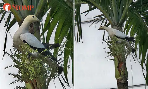 Bird watcher excited to spot rare pied imperial pigeons near her office in Jurong after work