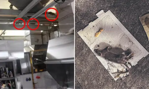 'Rats moving along the beams': Infestation at ABC Brickworks Food Centre frustrates vendors