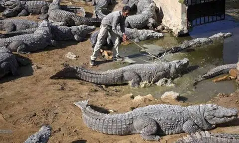 These people are either very brave or extremely foolish