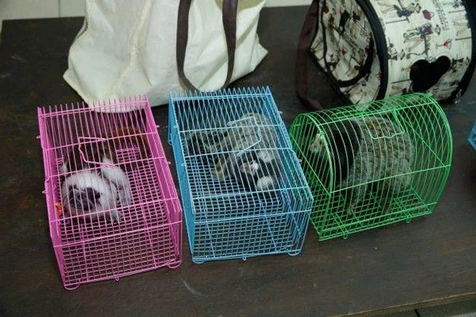 Critically-endangered animals abandoned at Night Safari: Wildlife Reserves Singapore