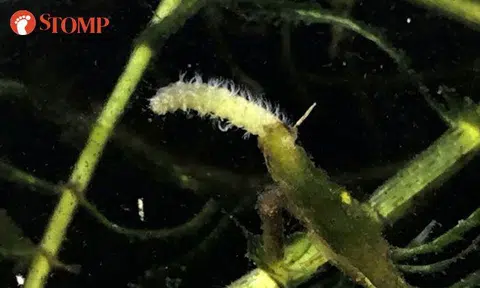 Aquatic caterpillar in Lau Lup's tank can camouflage so well, his other fishes can't spot it
