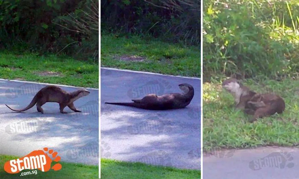 Is it injured? Lone otter keeps rolling and writhing about on the ground at Marina Barrage