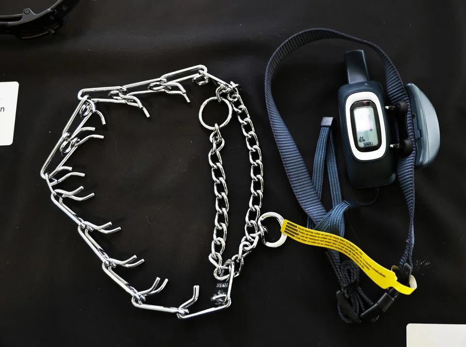 A prong collar (left) and electronic shock collar on display.
