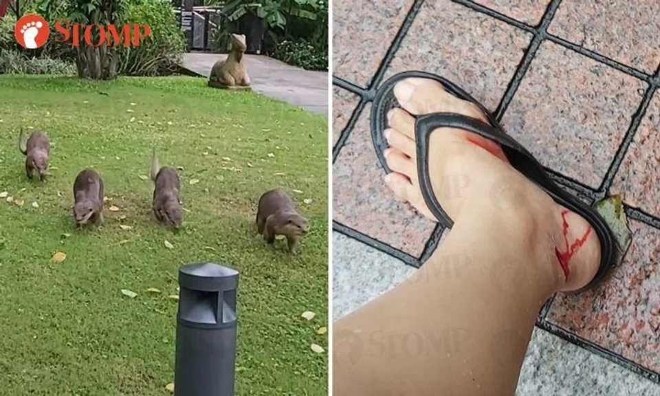 Woman injured after being bitten by otter that 'charged' towards her at Gardens by the Bay