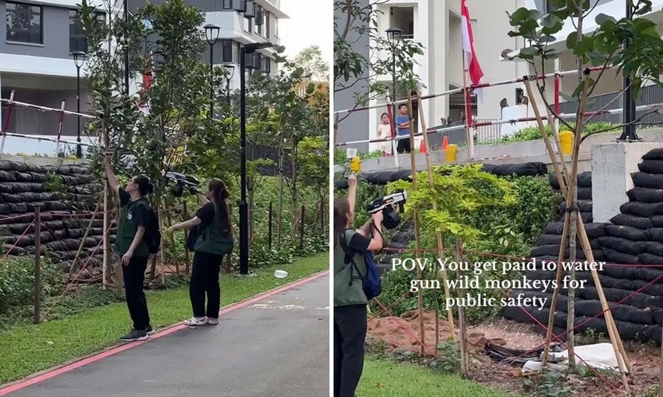 nparks officers use toy guns to chase away monkeys in punggol