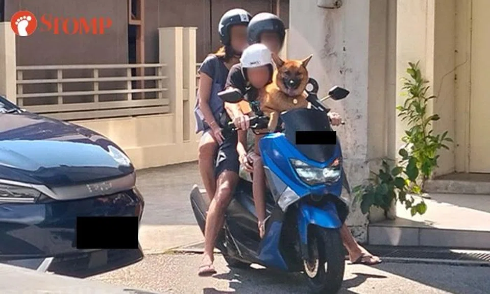 Dog rides motorcycle on girl's lap with family of 3 near Kent Ridge Park: What rules are they breaking?