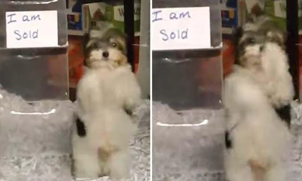 Aww! Watch adorable puppy dance with excitement after being sold 
