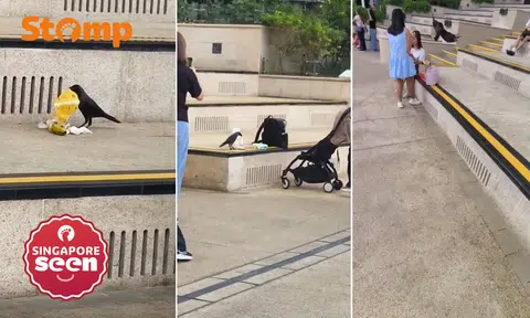 'Shockingly confident' crow swoops at tourists at RWS