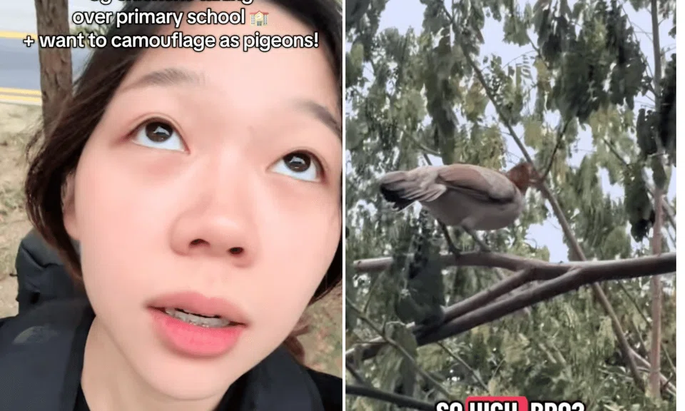 TikToker spooked by flying chickens in Tampines school: ‘Want to camouflage as pigeons’ 