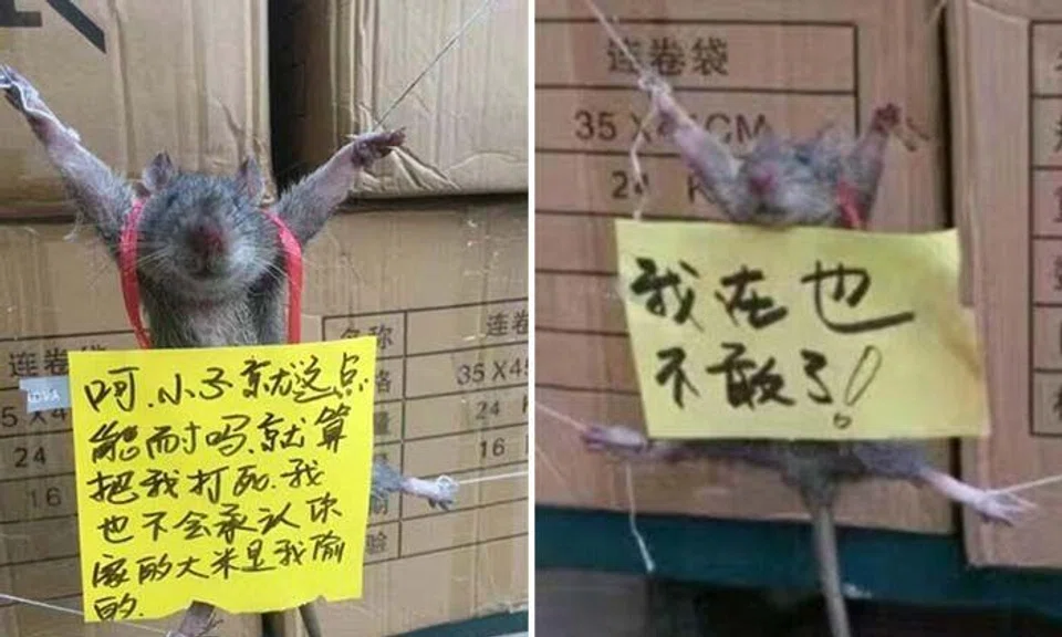 Rat tied up and publicly shamed for allegedly 'stealing rice' in China 