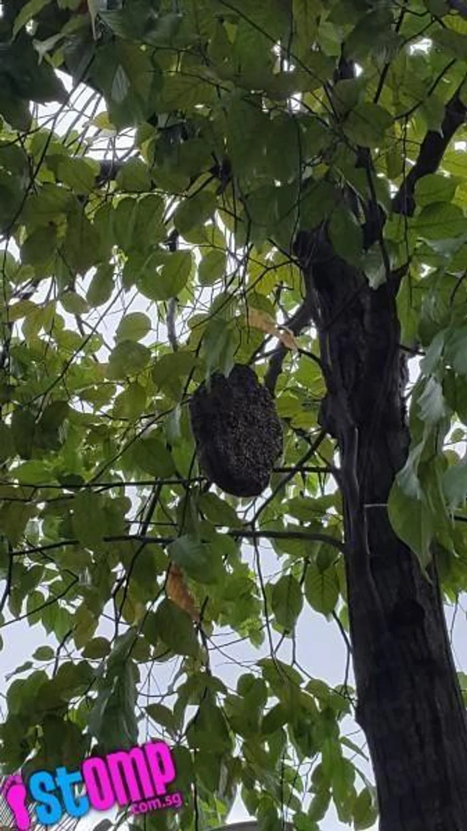 Huge beehive at Tampines Avenue 4 threatens to drop from tree on windy New Year's Day