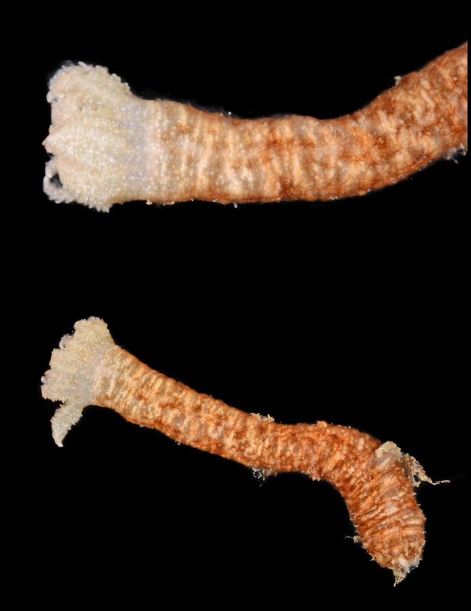 Only the guts of the synaptid sea cucumbers were assessed as they lack respiratory trees.