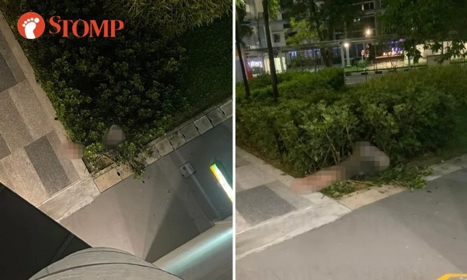 Stomper Louis shared photos of the man's legs sticking out of the bushes near Block 253 Simei Street 1 on Jan 6.