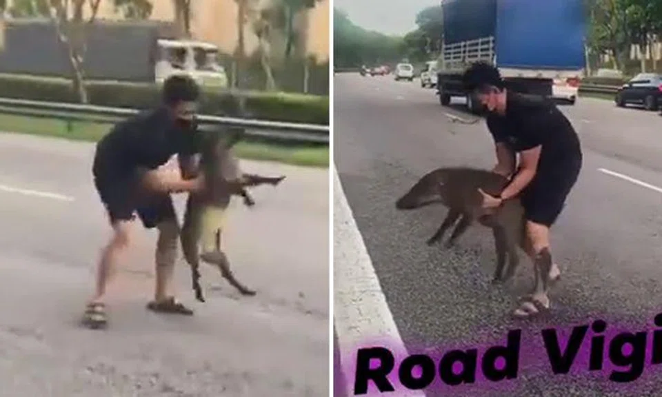 Not advisable to move injured boar from busy expressway: Acres responds to video