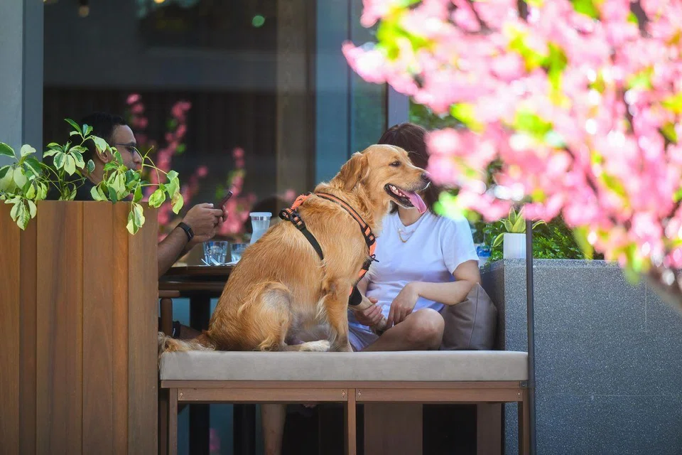 Geriatric care means slowing down with your pets and recognising that your presence, patience and love are the greatest forms of care.
