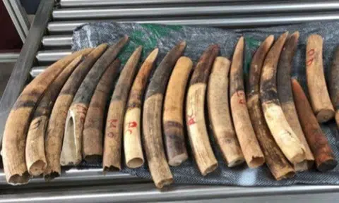 Agri-Food and Veterinary Authority officers inspected the shipment at Pasir Panjang Scanning Station and uncovered 1,787 pieces of ivory tusks in 61 bags, totalling about 3,500kg. PHOTOS: AGRI-FOOD & VETERINARY AUTHORITY AND IMMIGRATION & CHECKPOINTS AUTHORITY