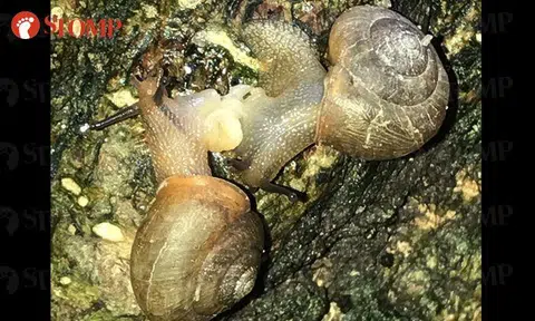 This will be the slowest PDA you'll ever see