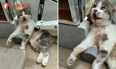 Cat with fractured pelvis rescued by SPCA days after fall from Lower Delta Road flat, owner initially declined help