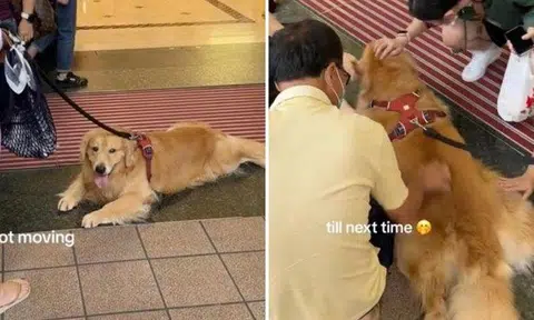 Golden Retriever plops down in front of Taka entrance, succeeds in getting free pats from passers-by