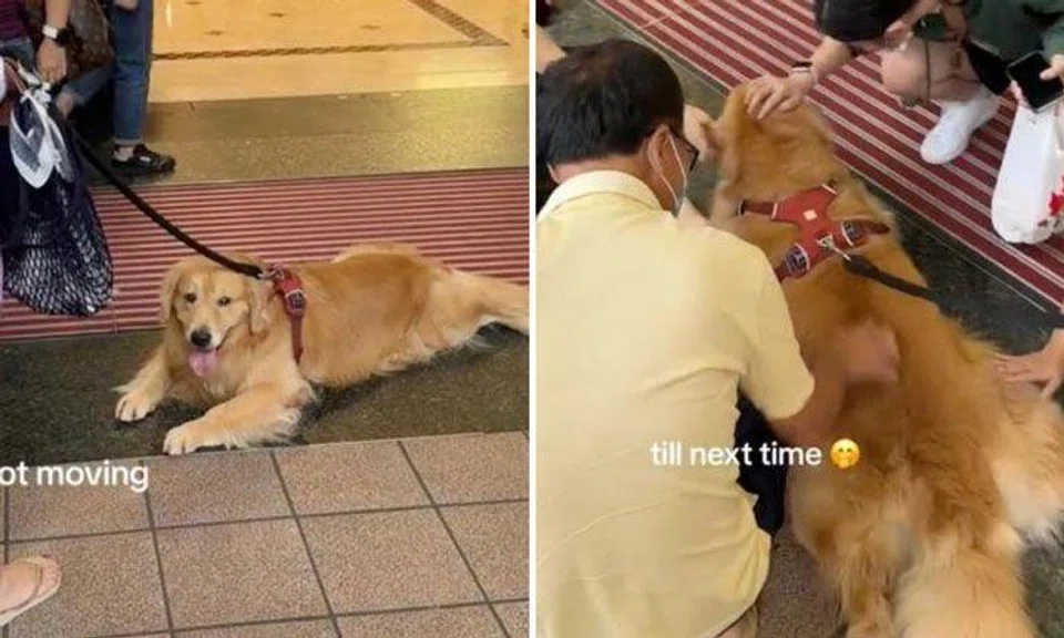 Golden Retriever plops down in front of Taka entrance, succeeds in getting free pats from passers-by