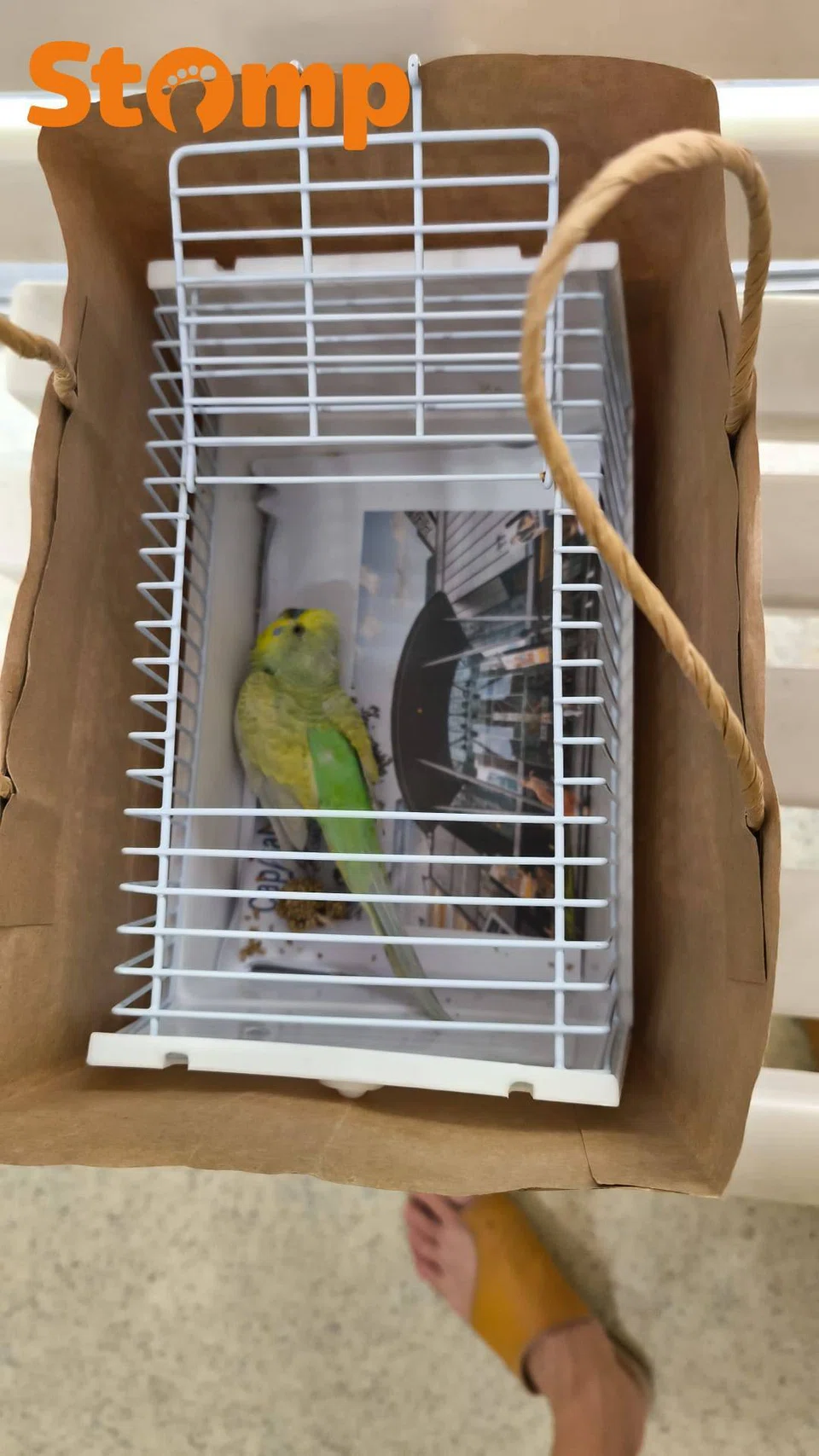 Strangers rescue bird together on Orchard Road