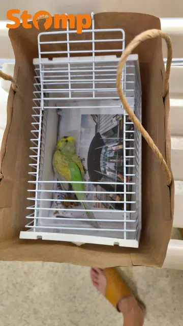 Strangers rescue bird together on Orchard Road