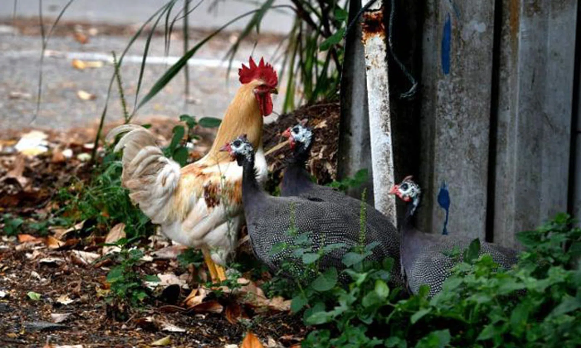 Is this goodbye to free-ranging chickens in Singapore? | STOMP