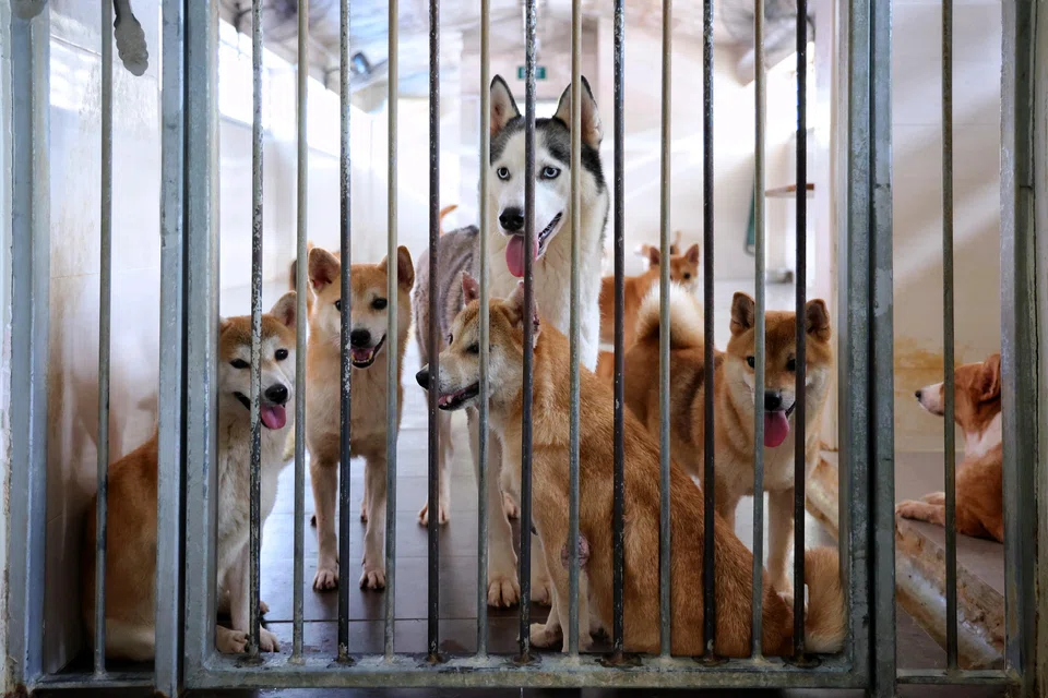 Dogs such as shiba inus and huskies waiting for a chance to be adopted at Voices For Animals, a volunteer-based organisation that rescues, rehabilitates and rehomes retired breeding dogs.