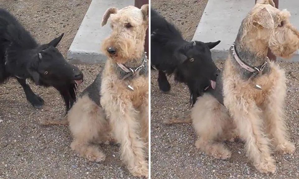 You have 'goat' to be kidding me: Goat licks dog repeatedly but the pooch is unfazed