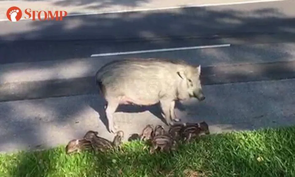 Passers-by filming and shushing family of wild boars in Jurong is exactly what not to do