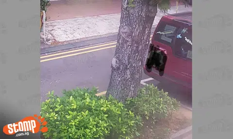 Can you see the monkey 'hiding' in this tree along East Coast Road?