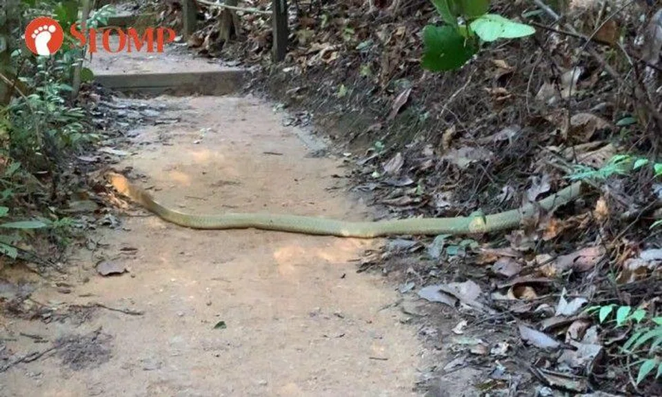 Couple almost steps on king cobra at Bukit Timah Nature Reserve, thinking it was 'fallen branch'